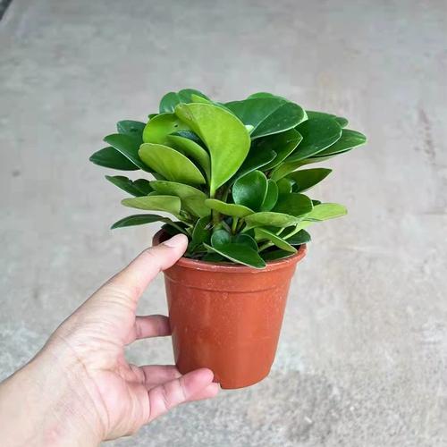 碧玉花秋天水培扦插可行吗？-第2张图片-吾爱花网