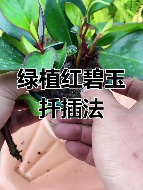 碧玉花秋天水培扦插可行吗？-第1张图片-吾爱花网