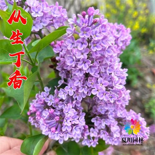 盆栽丁香对人体有害吗?-第2张图片-吾爱花网 盆栽丁香对人体有害吗?-第2张图片-吾爱花网