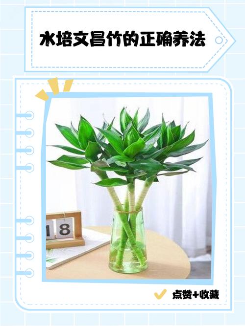 水培竹子怎么养才能养好？-第1张图片-吾爱花网