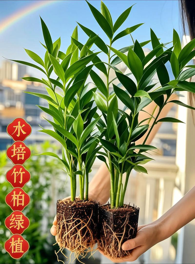 水培竹子怎么养才能养好？-第3张图片-吾爱花网