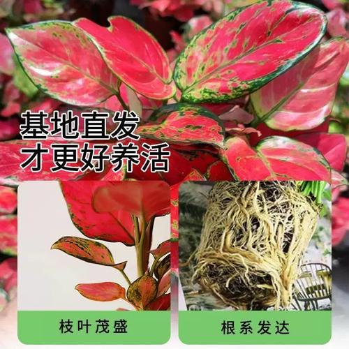 盆栽中国红如何养出如意姿态？-第2张图片-吾爱花网