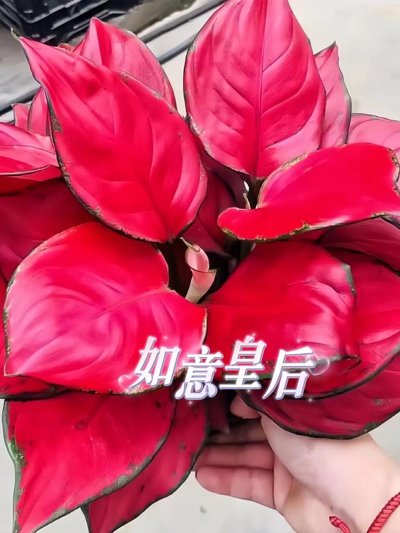 盆栽中国红如何养出如意姿态？-第1张图片-吾爱花网