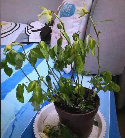 盆栽小玫瑰冬季怎么养才好？-第2张图片-吾爱花网