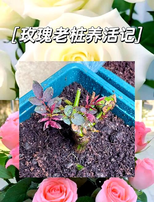 盆栽玫瑰苗怎么买才易活？-第2张图片-吾爱花网