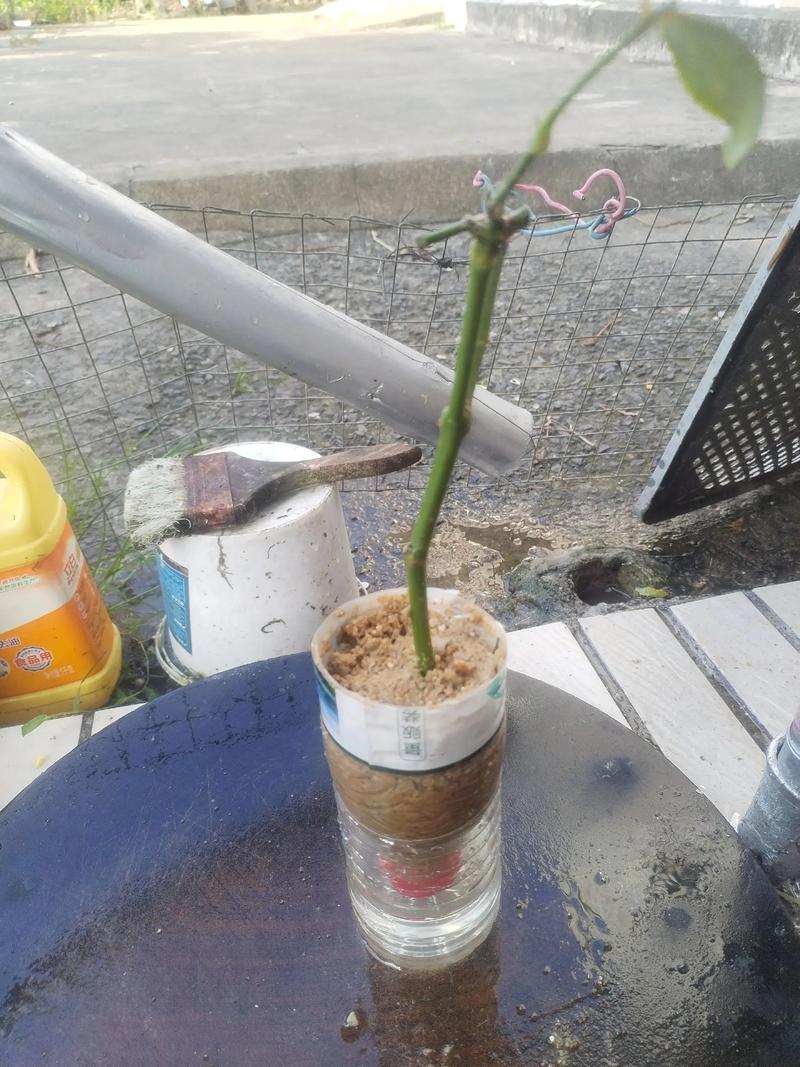 盆栽玫瑰苗怎么买才易活？-第3张图片-吾爱花网