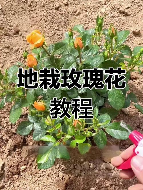盆栽玫瑰苗怎么买才易活？-第1张图片-吾爱花网
