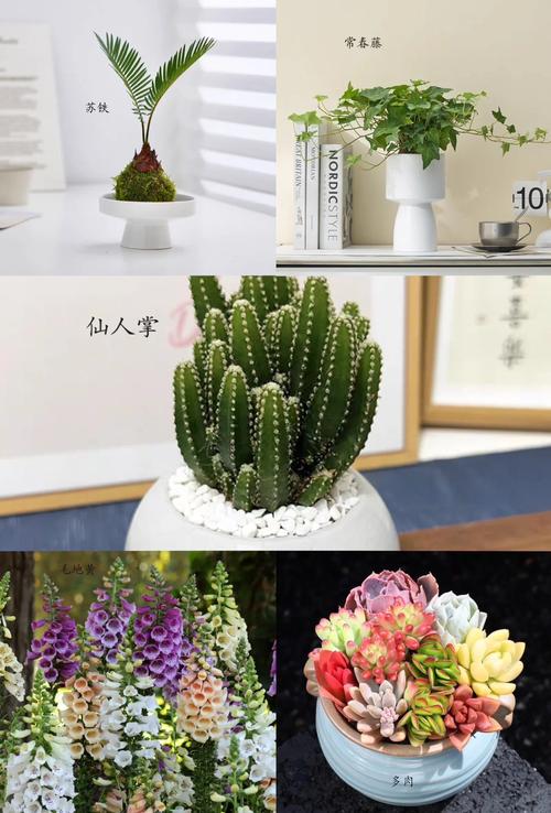 哪些室内盆栽最受欢迎？-第1张图片-吾爱花网