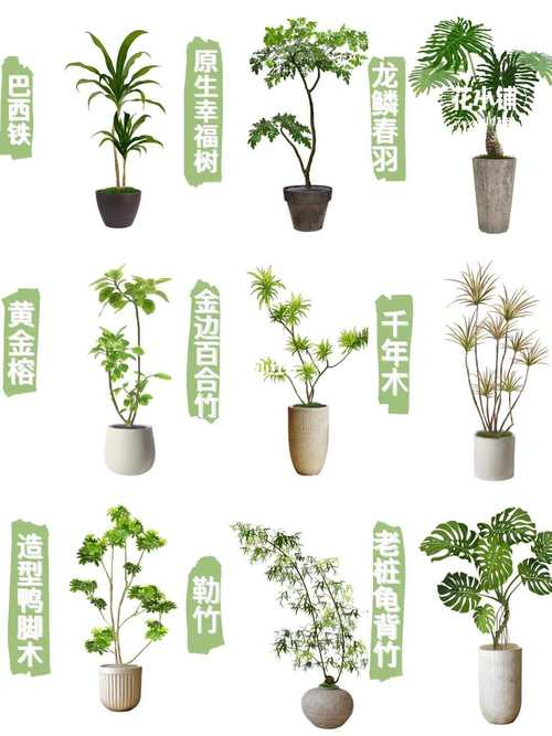 哪些室内盆栽最受欢迎？-第3张图片-吾爱花网