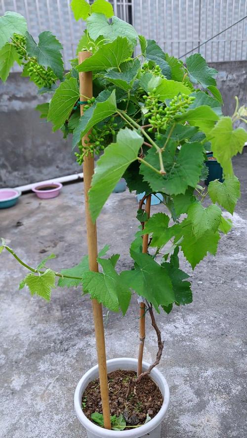 盆栽葡萄结果前是什么样？-第1张图片-吾爱花网