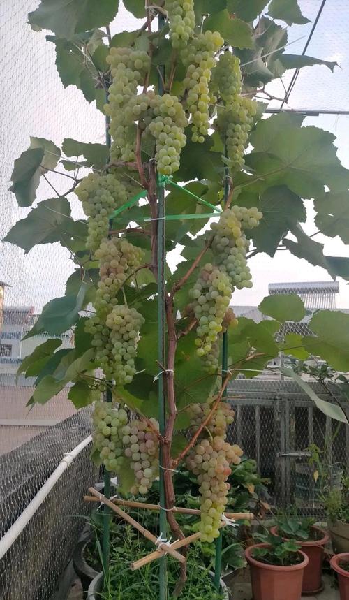 盆栽葡萄结果前是什么样？-第3张图片-吾爱花网