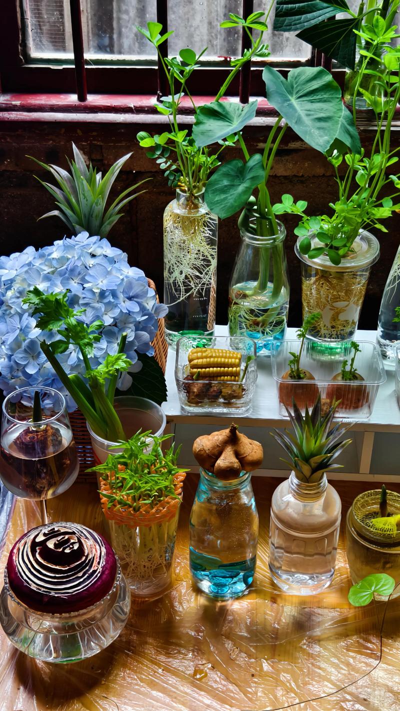 水培植物哪些品种最容易养活？-第2张图片-吾爱花网