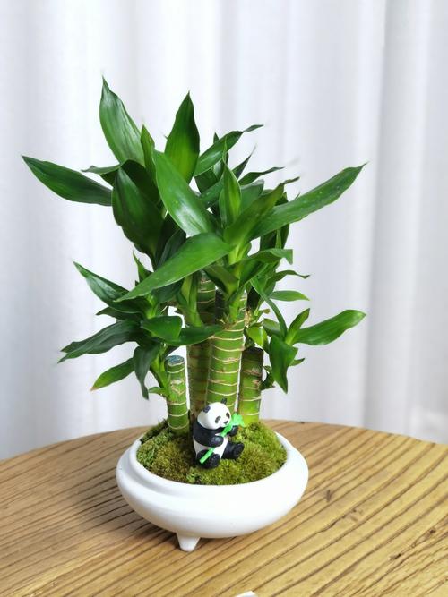 水培植物哪些品种最容易养活？-第3张图片-吾爱花网