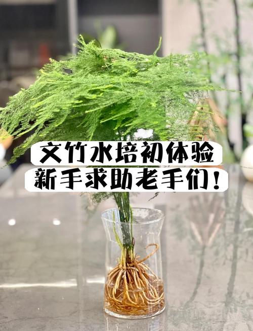 土培文竹怎么转水培?-第3张图片-吾爱花网 土培文竹怎么转水培?-第3张图片-吾爱花网