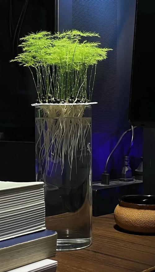 土培文竹怎么转水培?-第1张图片-吾爱花网 土培文竹怎么转水培?-第1张图片-吾爱花网