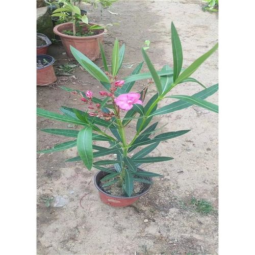 盆栽柳叶桃怎么养才好？-第1张图片-吾爱花网