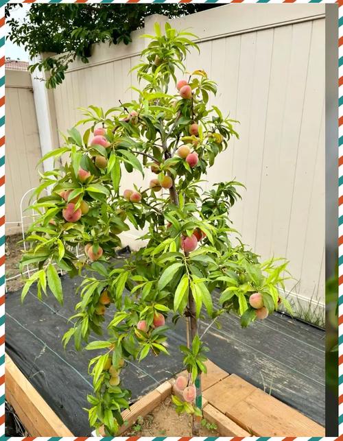 盆栽柳叶桃怎么养才好？-第2张图片-吾爱花网