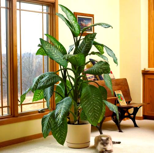北方常见室内观叶盆栽有哪些？-第1张图片-吾爱花网