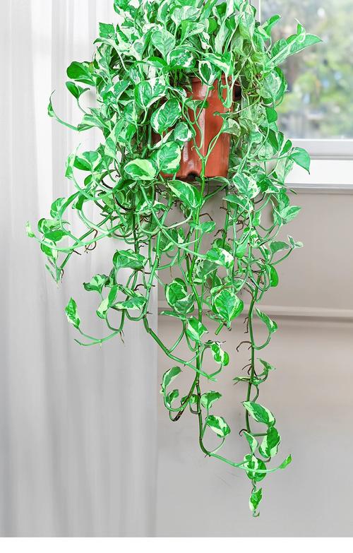 北方常见室内观叶盆栽有哪些？-第3张图片-吾爱花网