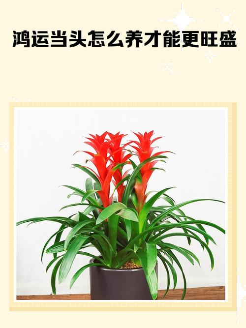 红运当头盆栽移植要注意什么？-第2张图片-吾爱花网