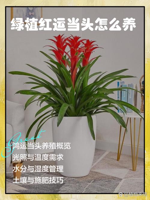 红运当头盆栽移植要注意什么？-第1张图片-吾爱花网