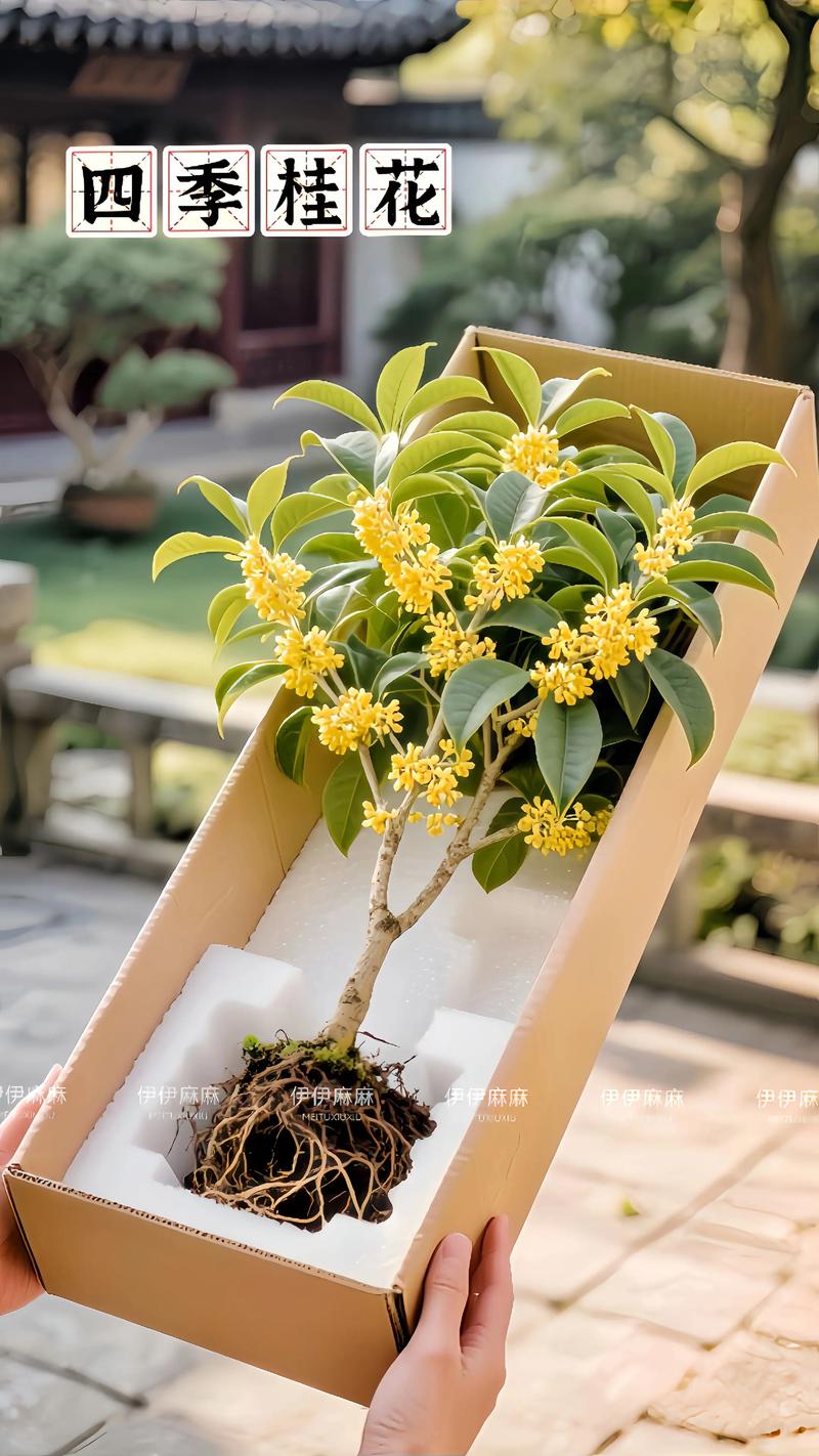 大桂花盆栽可行吗？养护有啥讲究？-第2张图片-吾爱花网