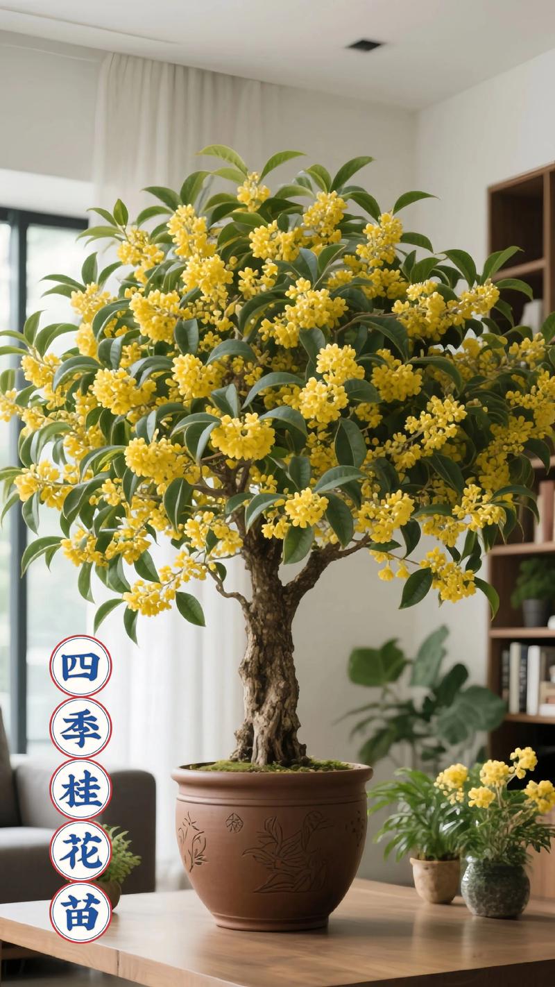 大桂花盆栽可行吗？养护有啥讲究？-第3张图片-吾爱花网