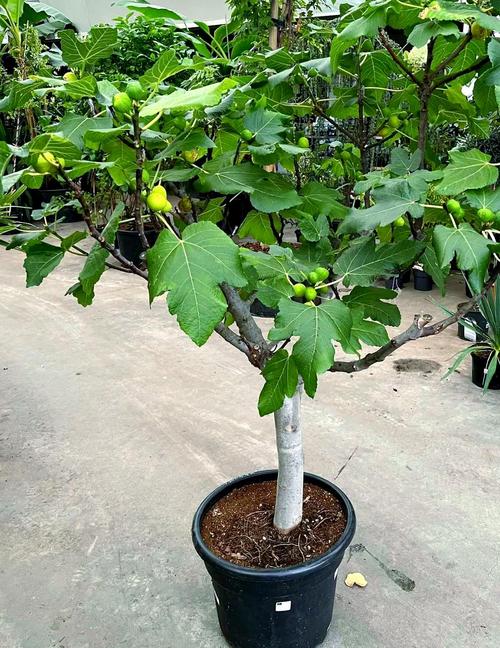 盆栽无花果管理要注意哪些要点？-第2张图片-吾爱花网
