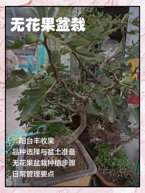 盆栽无花果管理要注意哪些要点？-第1张图片-吾爱花网
