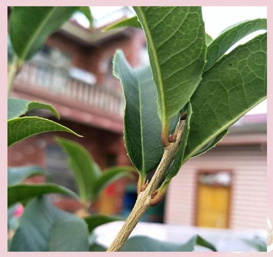 盆栽桂花只长叶不开花怎么办？-第1张图片-吾爱花网