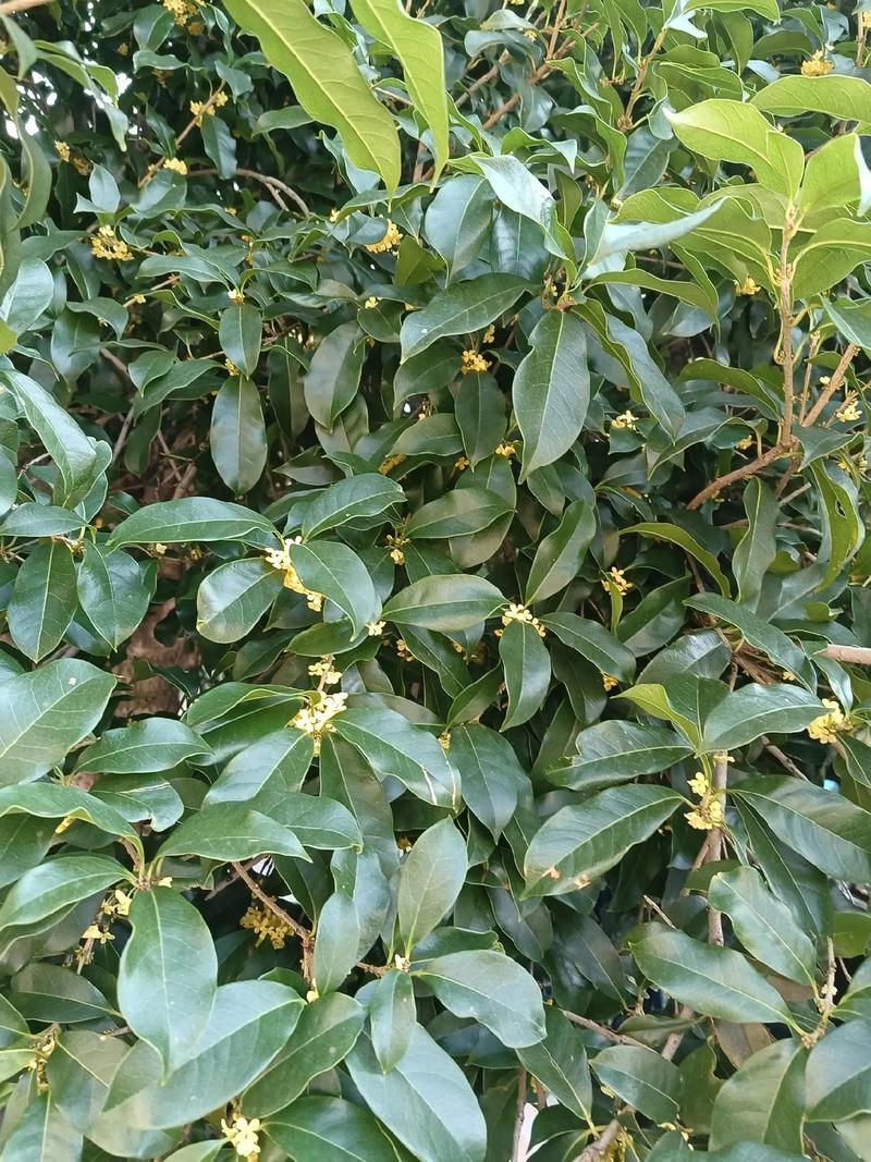 盆栽桂花只长叶不开花怎么办？-第3张图片-吾爱花网