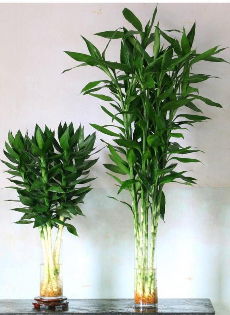 富贵竹水培如何养出这般茂盛？-第3张图片-吾爱花网