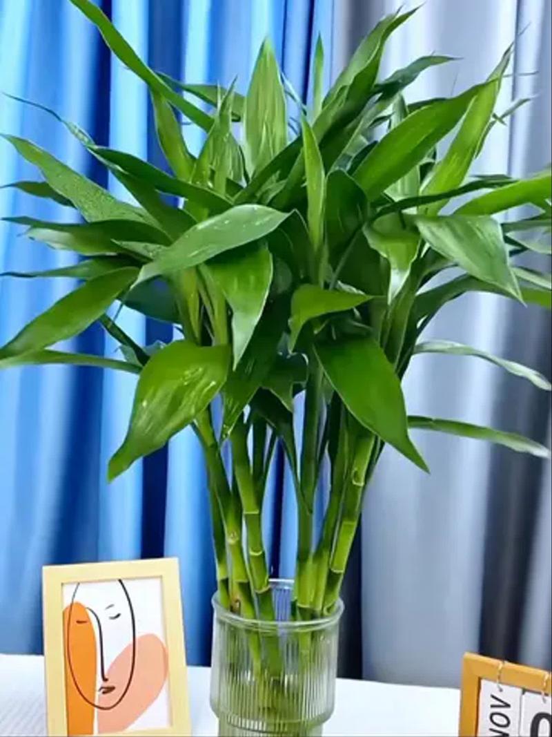 富贵竹水培如何养出这般茂盛？-第2张图片-吾爱花网