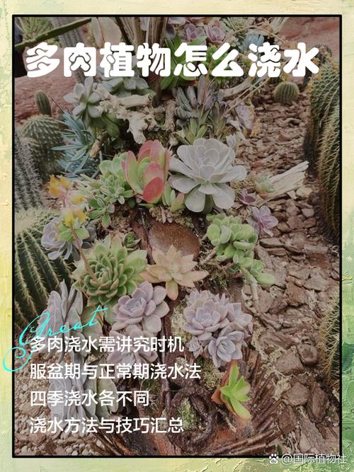 多肉买来后几天浇头水？-第1张图片-吾爱花网