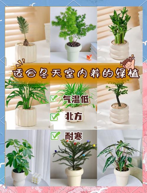 冬天绿植盆栽养护要点有哪些？-第2张图片-吾爱花网