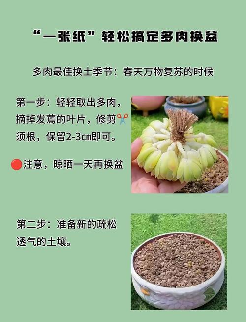 多肉水培多久能生根？-第3张图片-吾爱花网