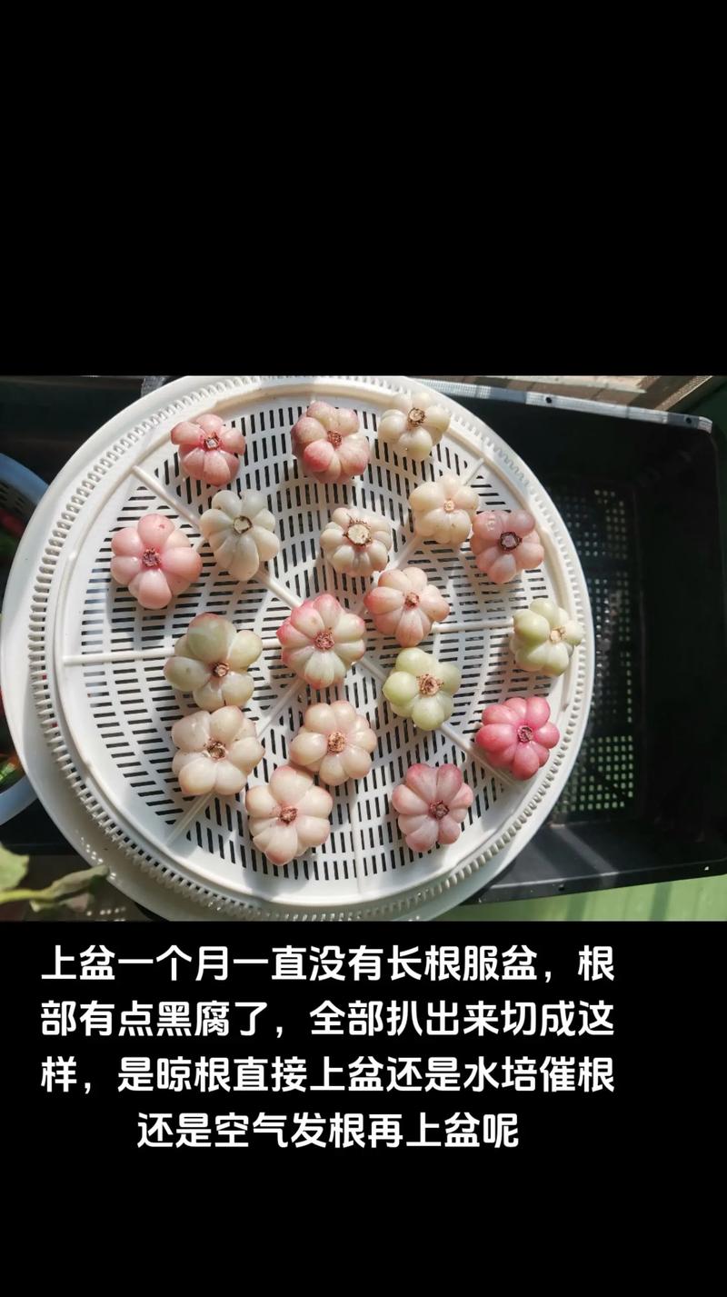 多肉水培多久能生根？-第2张图片-吾爱花网