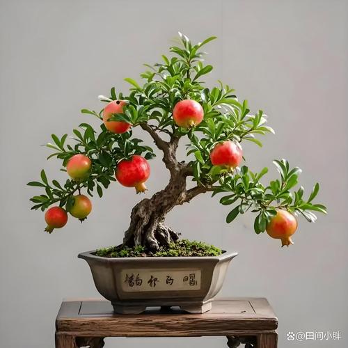 石榴盆栽怎么养？视频教程教你轻松上手！-第2张图片-吾爱花网