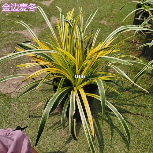 金边麦冬能盆栽吗？养护要注意什么？-第3张图片-吾爱花网