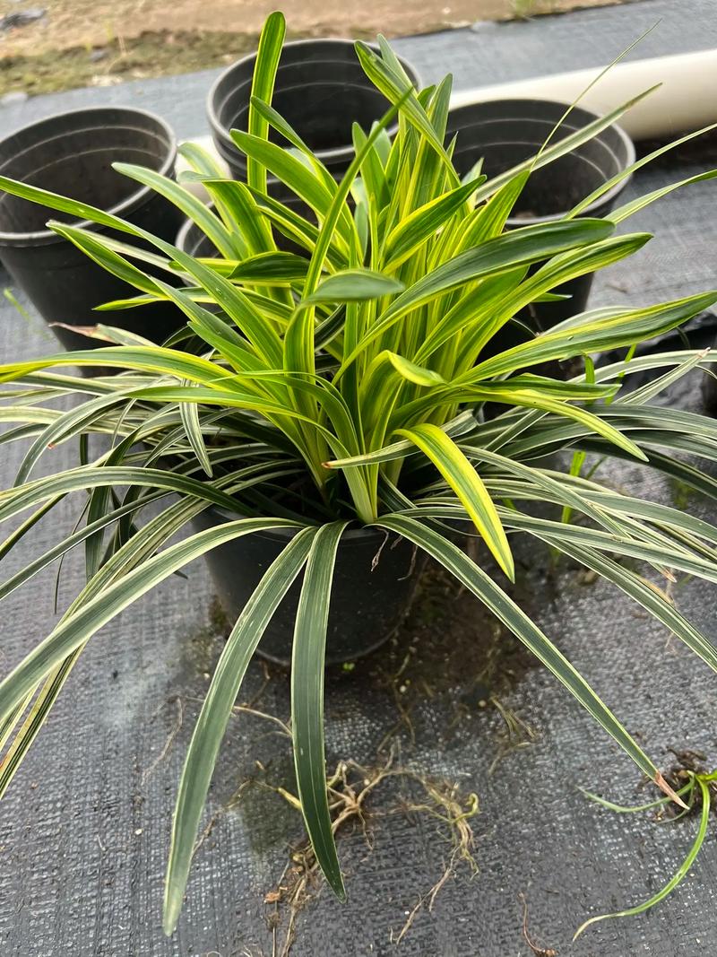 金边麦冬能盆栽吗？养护要注意什么？-第1张图片-吾爱花网