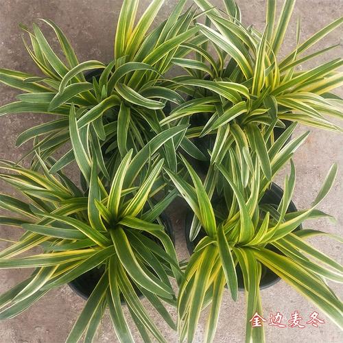 金边麦冬能盆栽吗？养护要注意什么？-第2张图片-吾爱花网