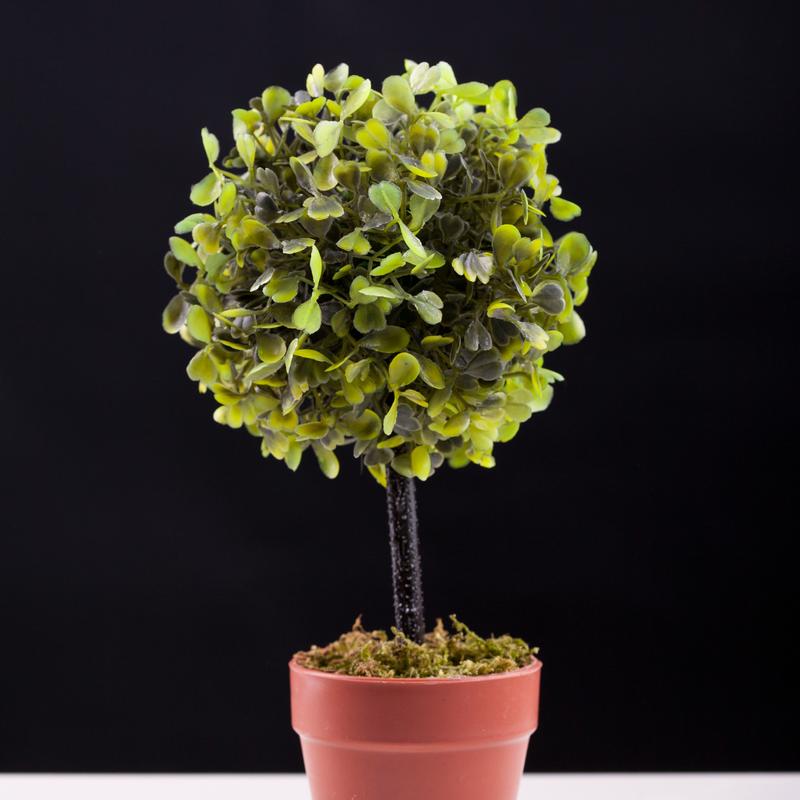 常见盆栽圆叶树木有哪些？-第2张图片-吾爱花网