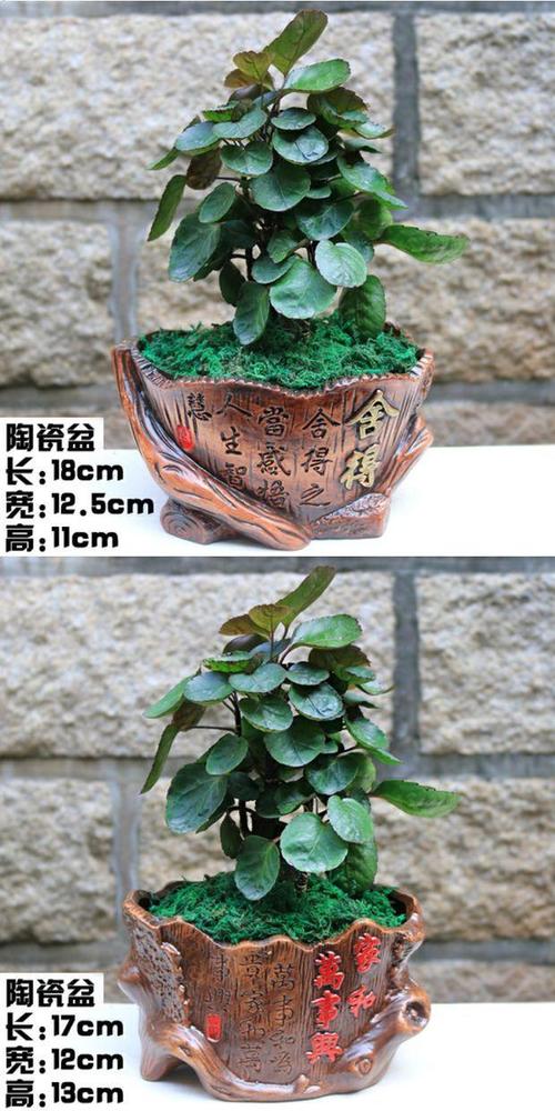 常见盆栽圆叶树木有哪些？-第3张图片-吾爱花网