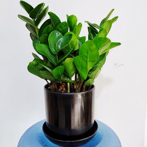 常见盆栽圆叶树木有哪些？-第1张图片-吾爱花网