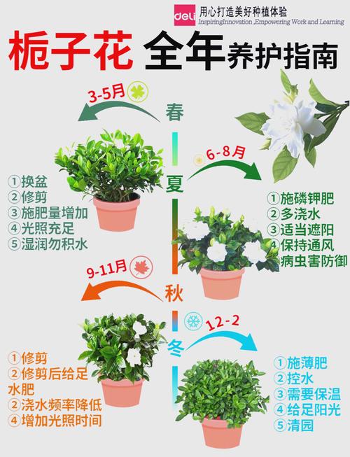 栀子花水培转盆栽为何不长？-第2张图片-吾爱花网