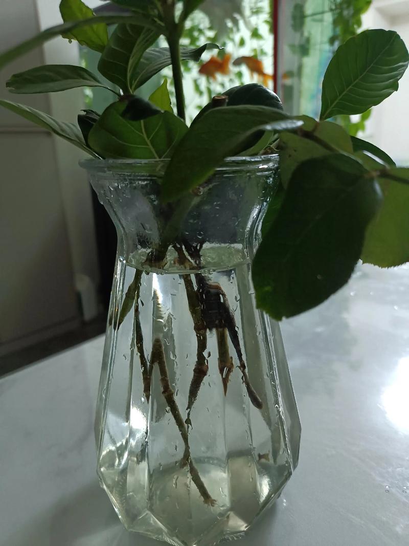 栀子花水培转盆栽为何不长？-第1张图片-吾爱花网