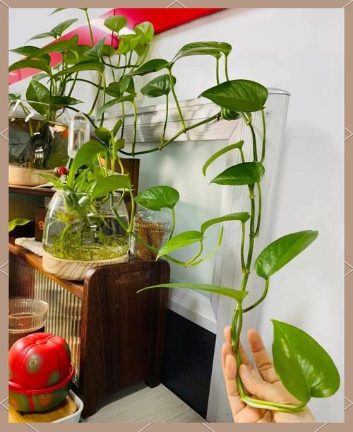 水培绿罗兰怎么养？图解方法看这里！-第1张图片-吾爱花网