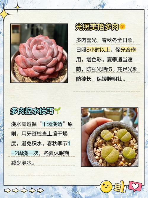 多肉苗怎么才能快速长胖？-第3张图片-吾爱花网