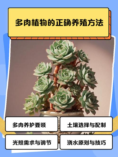 多肉苗怎么才能快速长胖？-第2张图片-吾爱花网