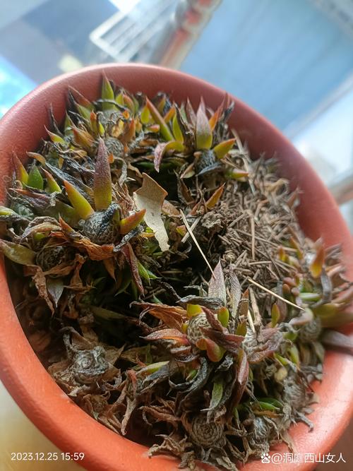 多肉幼苗入盆叶片发蔫怎么办？-第2张图片-吾爱花网